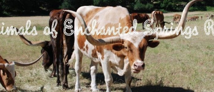 Animals of Enchanted Springs Ranch