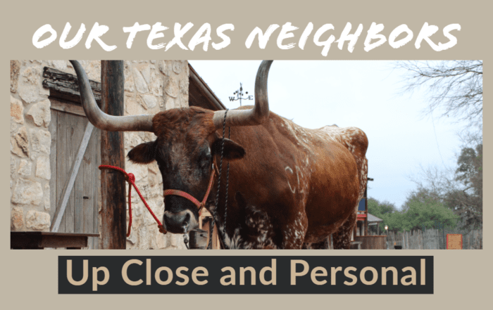 Texas Longhorns up close and personal